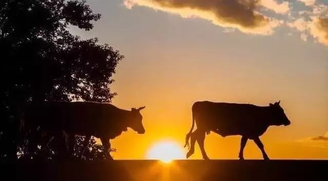 一篇交易老手操盘感悟